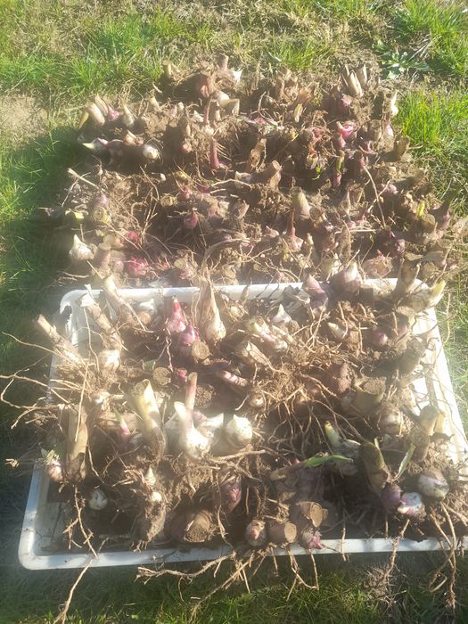 Super oferta! Vand rizomi ( bulbi ) de canna indice, aclimatizati