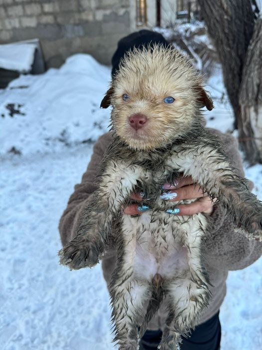 Малыши ищут дом!    .