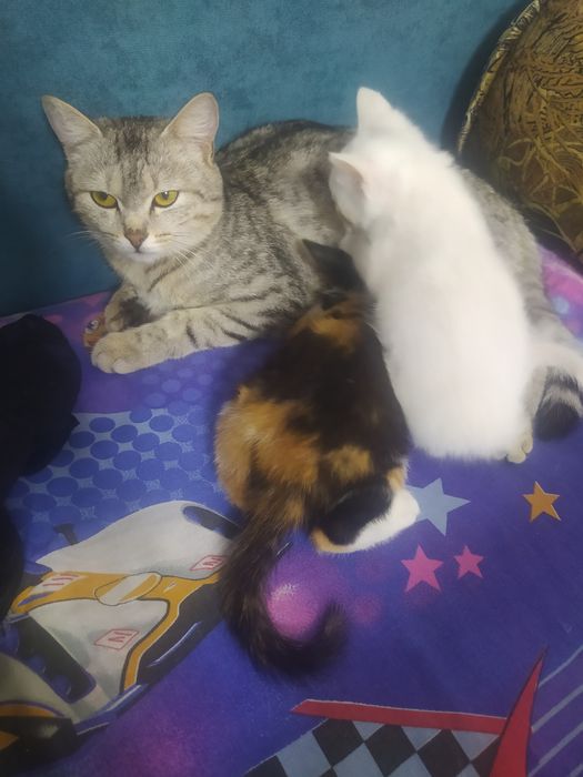 Отдам котят и маму бесплатно