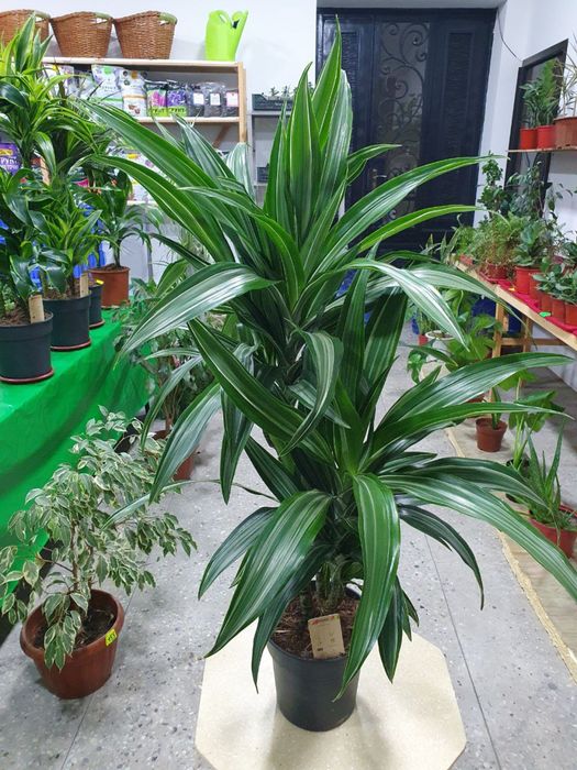 Drasena yulises драцена юлисес