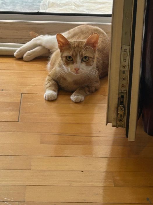Adopții pisicute