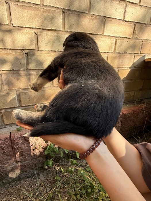 Бесплатно щенята