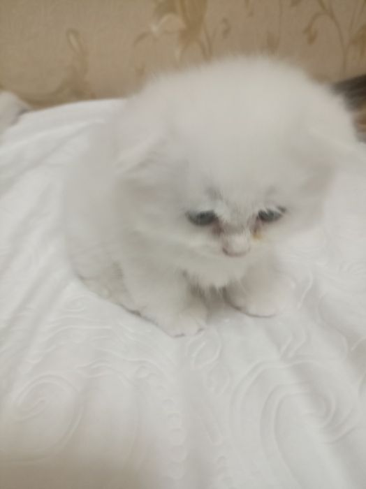 Scottish Fold mushuk bolalari