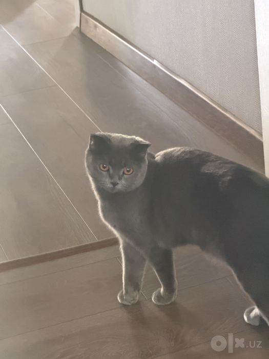 От дам даром хороший кошка