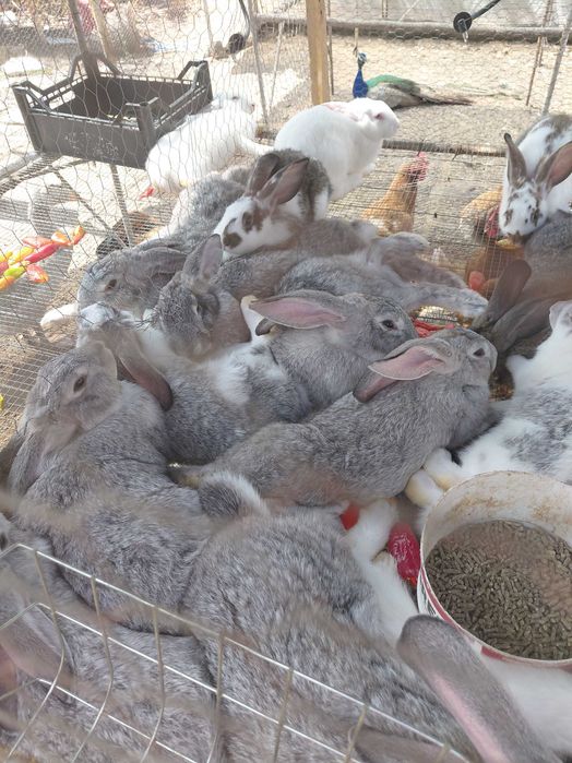 Продавам кокошки , ярки и зайци