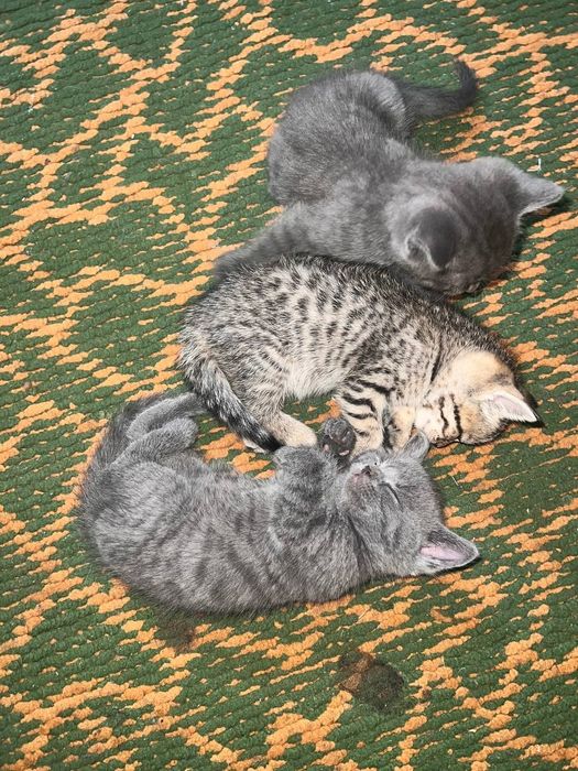 Продаётся котёнки