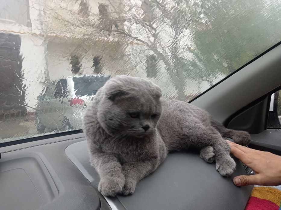 Mushuk zotdor erkak