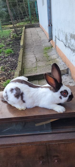 Зайци немска пеперуда