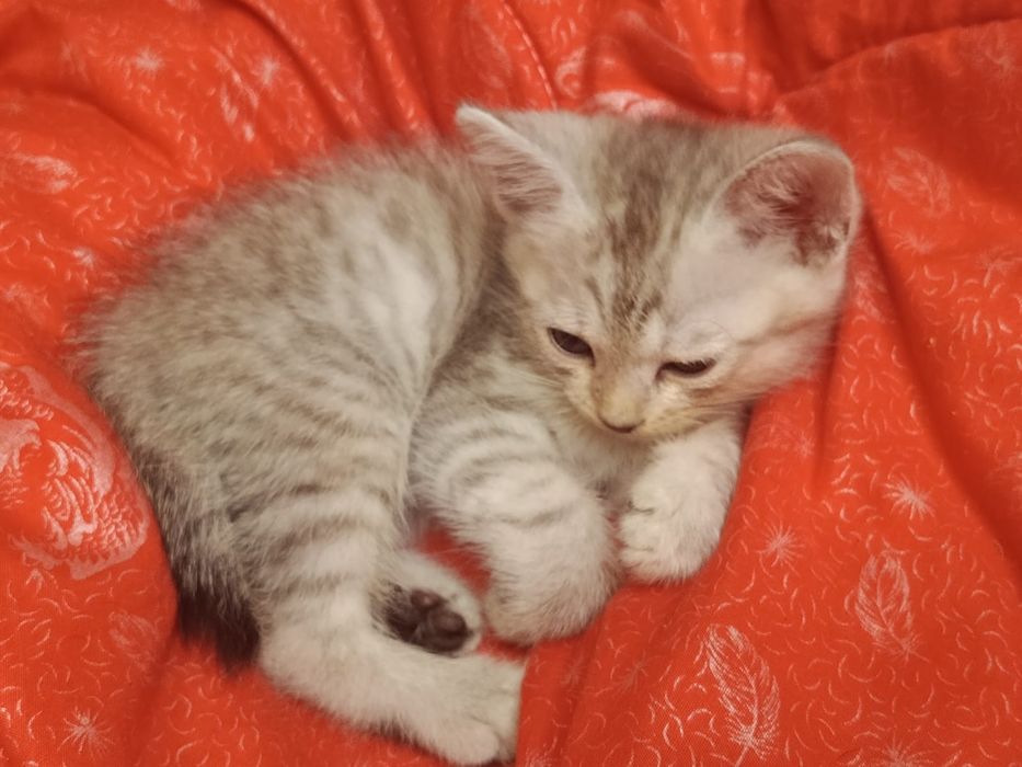 Котенок мальчик американский бобтейл
