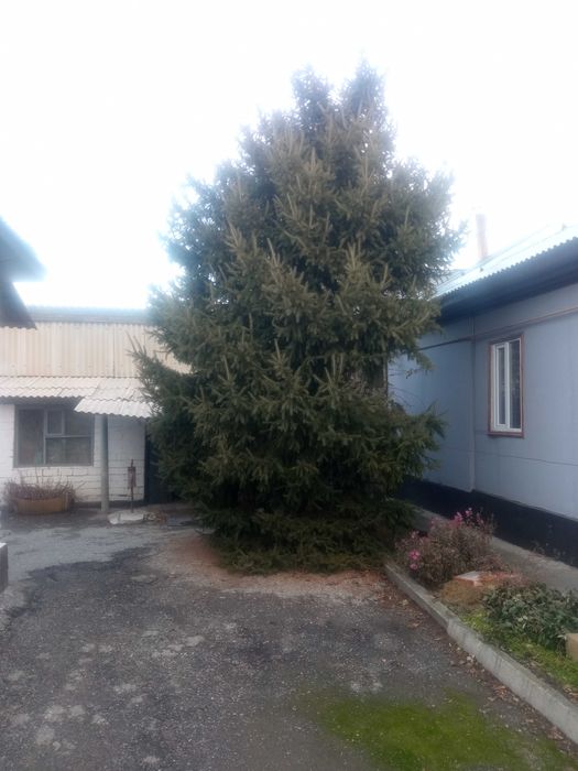 Ёлка живая 3.5 метра