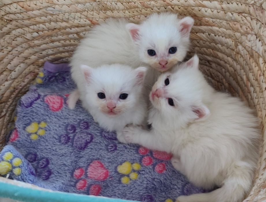 Băiețel  Angora turcească  rasă pură disponibil