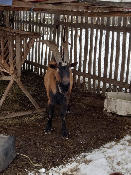 Vand țap de origine alpină