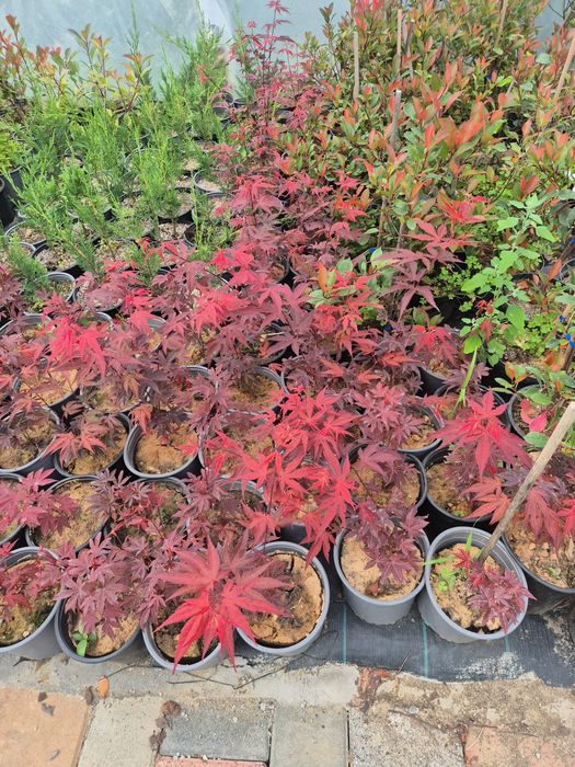 Leylandi/Laur/Photinia/Thuia
