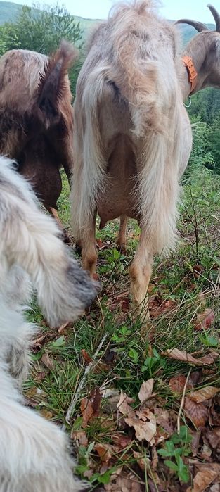 Capră de un an jumate foarte bună de lapte din mamă foarte bună de lapte
