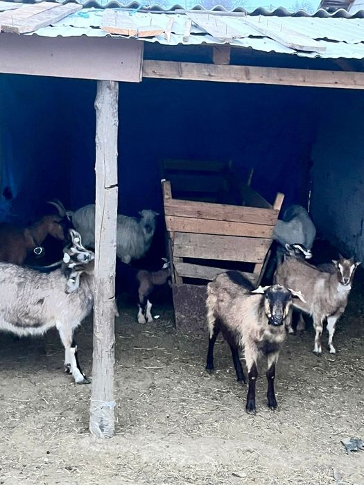 Vând 6 capre cu iezi