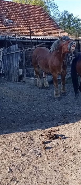 Vând mânz de 6 luni