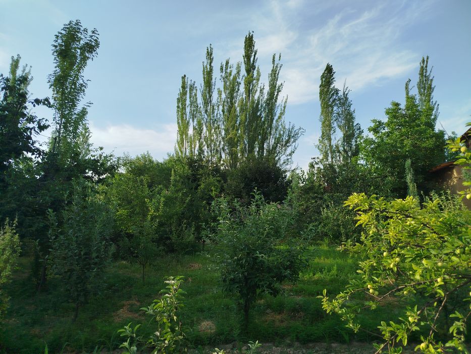 Yer sotiladi 6 soʻtix narxi kelishiladi