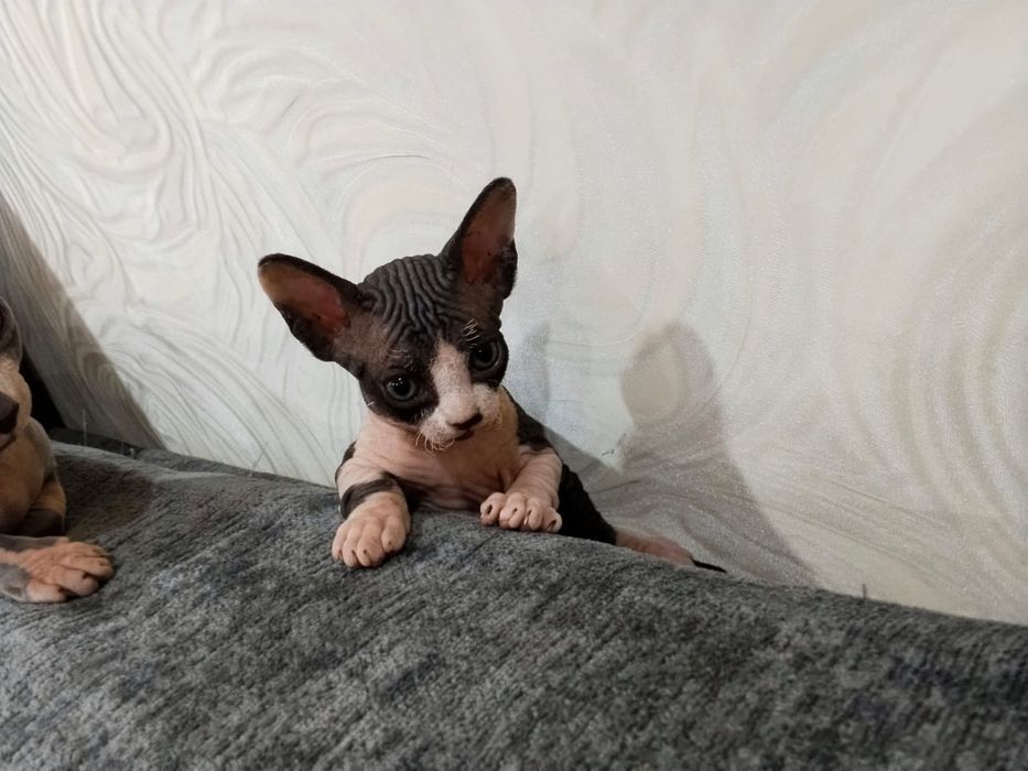 Котенок сфинкс..