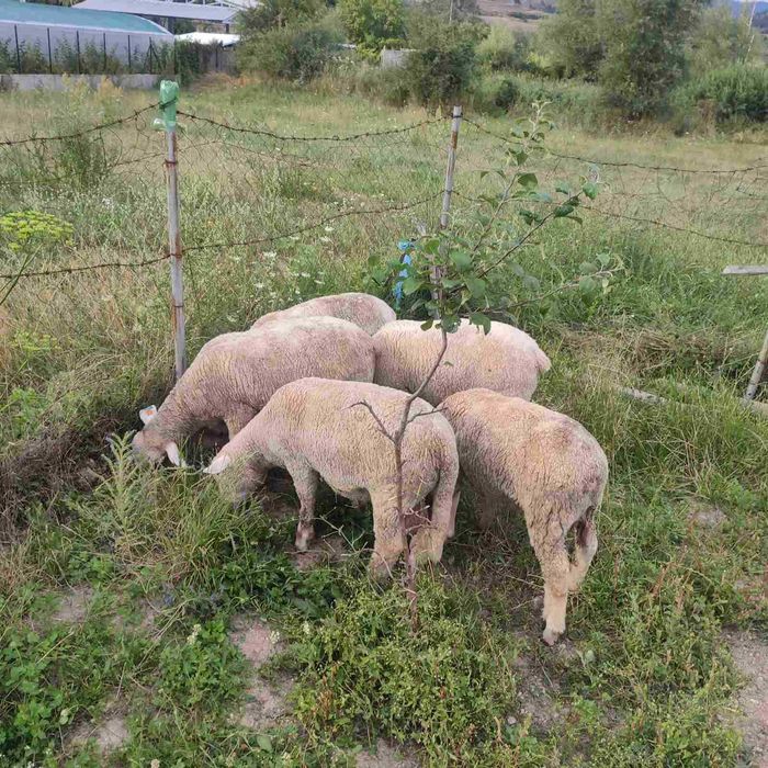 Продавам овце Ил дьо франс