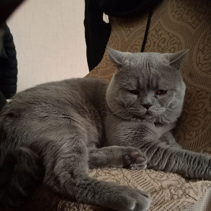 Кот самец на вязку. Не продаётся