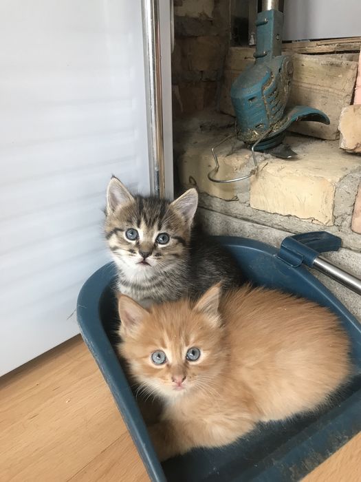 Отдам котят в добрые руки.