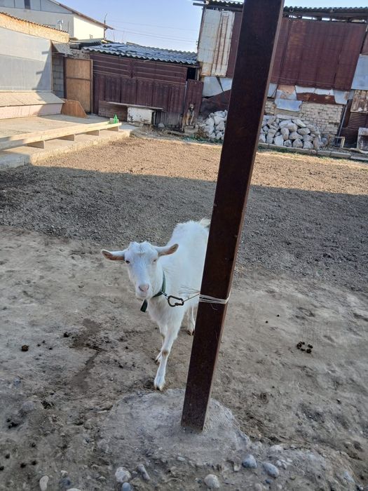 Заанен Алпий козы