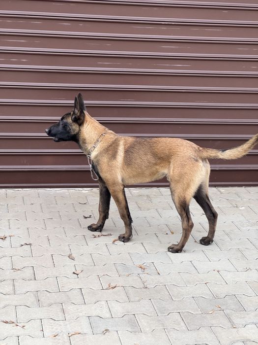 Белгийска Овчарка Малиноа