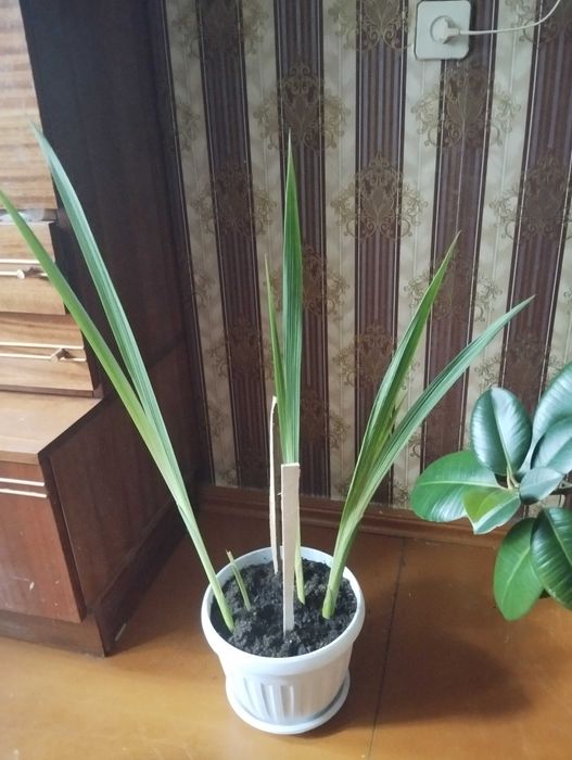 Продам комнатные растения