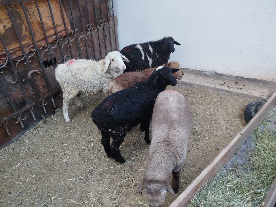 Кепе Қозылар.Еркек