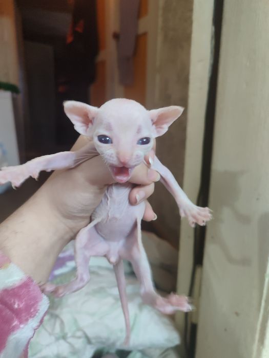 Бронирование котят сфинксов