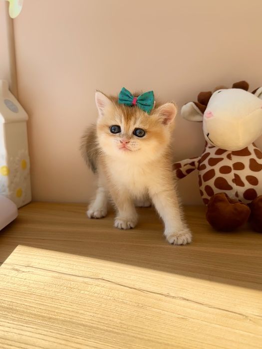 Котята Британские, окрас Шиншиллы