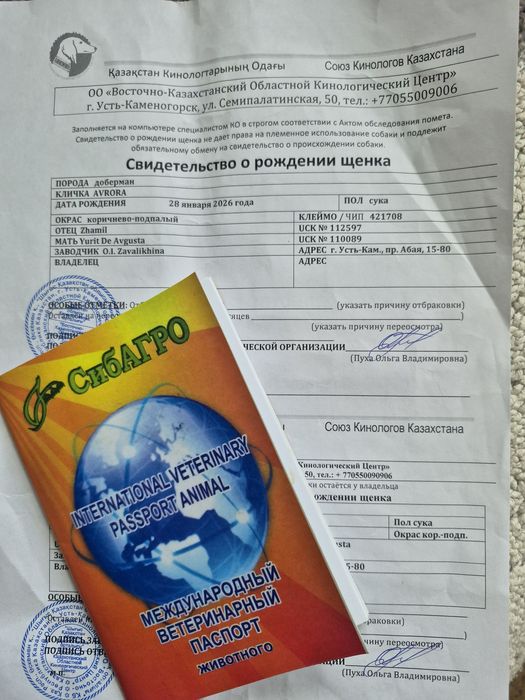 Продам щенка добермана , девочка 5 месяцев