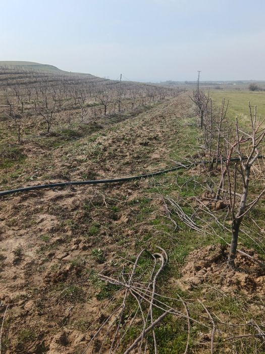 Besplatno,õtin shox shabba . Tekinga, olma daraxtini obrezka qilingand