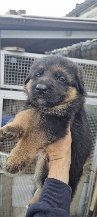 Щенки немецкой овчарки.