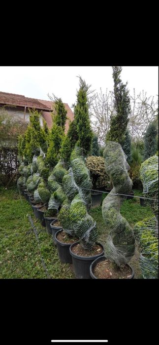 Plante naturale din pepinieră