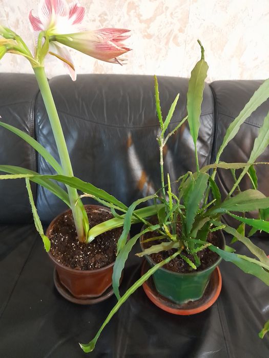 Красиви нежни цветя