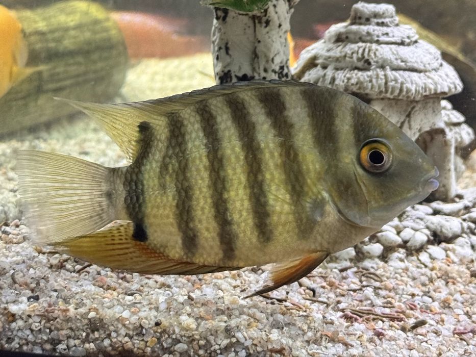 Afrika cichlid baliqlar 10sm dan kotta samets
