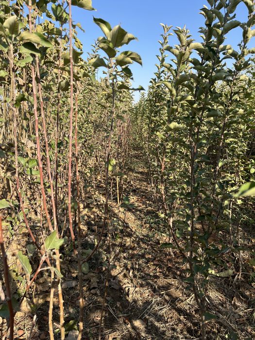 Жеміс жидек,сәндік ағаштар,шыршалар.