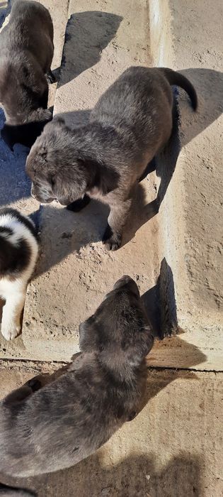 Donez pufosenii de labrador