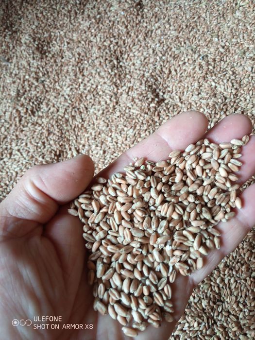 Vând triticale  și ovăz recolta 2026