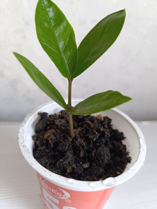 Долларовое дерево