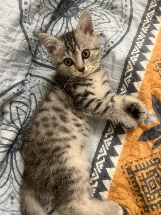 Продам британского котенка