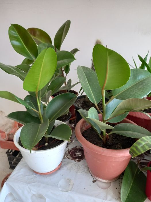 Plante de ficus.sănătoase și viguroase..
