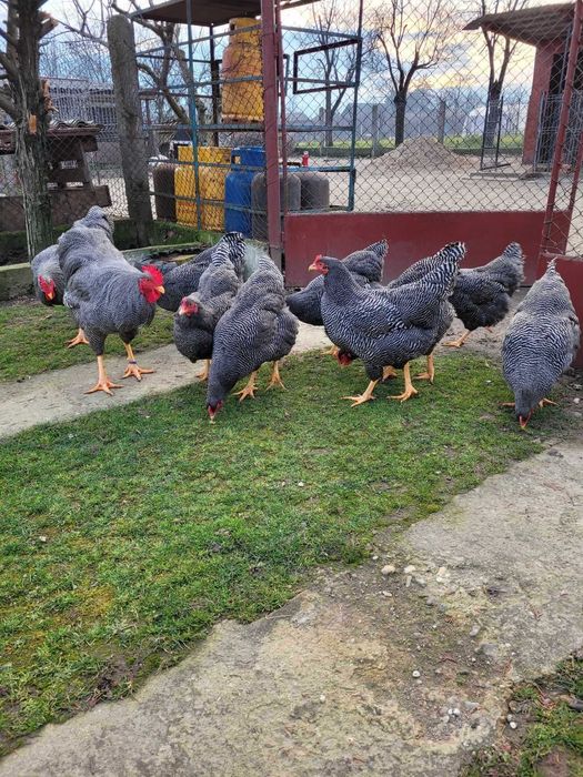 Vand oua  plymouth rock barat!