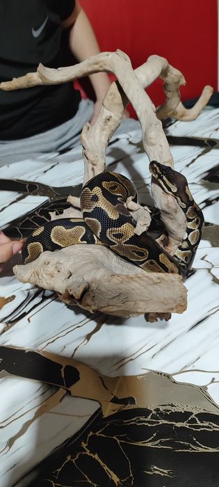 Змея питон  мальчик