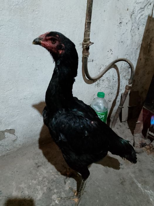 Дакан шоже мекен ганой