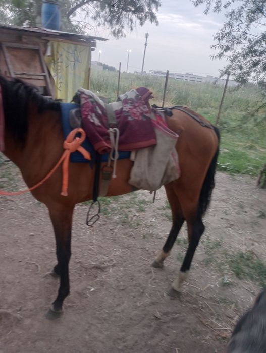 Продам кабылу  ат сатам