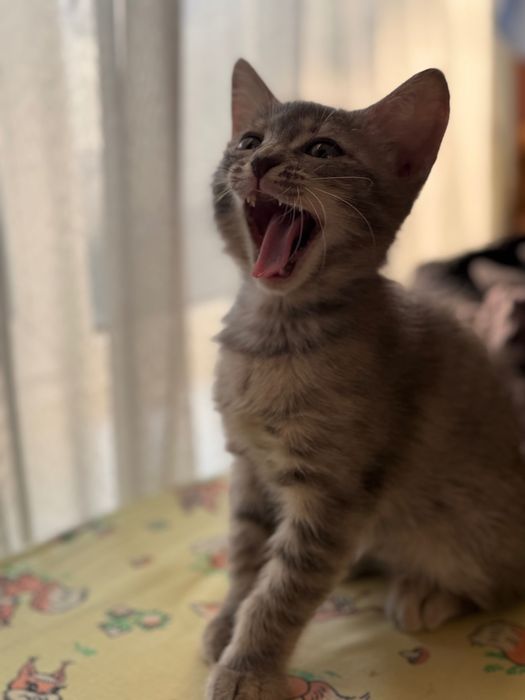 Отдам котенка девочку.В Добрые руки