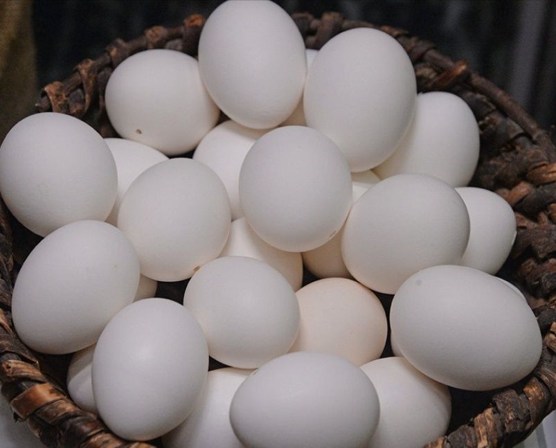 Куры Итальянские несушки