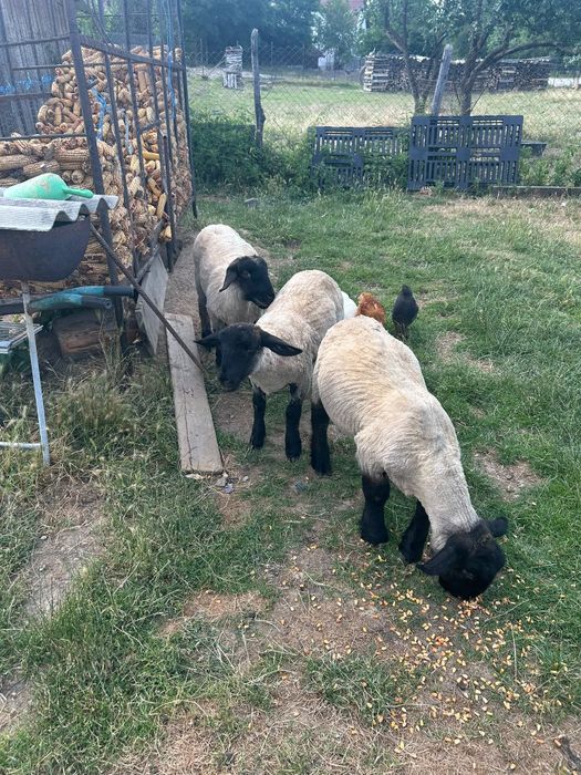 Mielute suffolk .